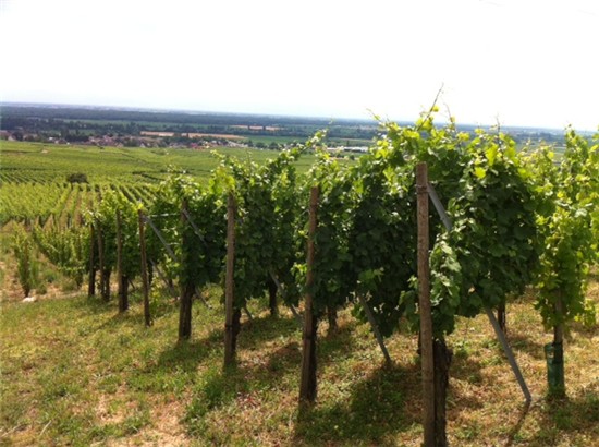 Vineyards 